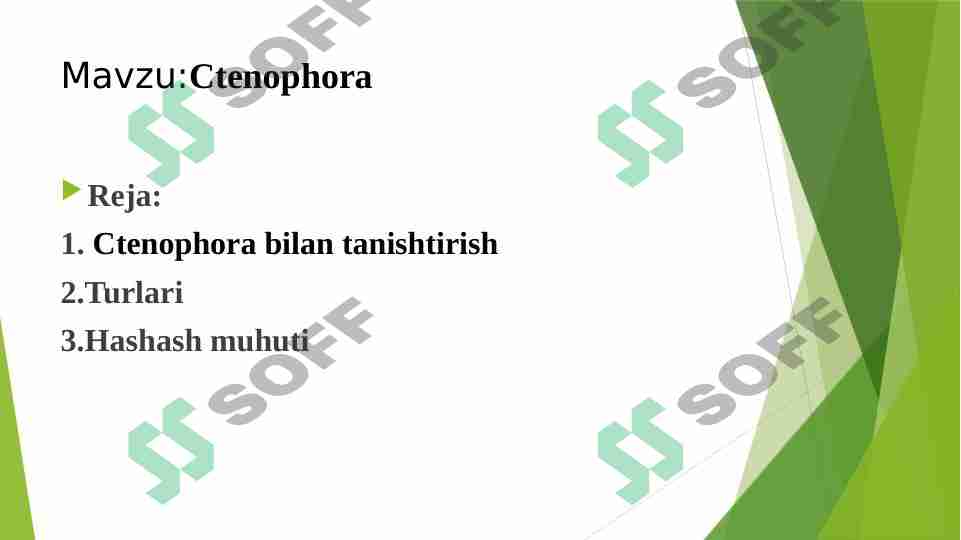 Ctenophora