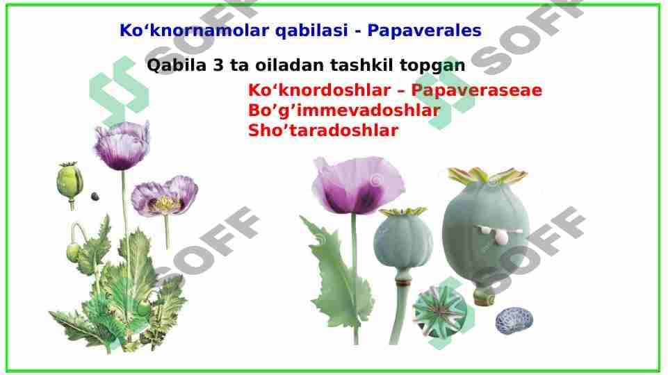 Ko‘knornamolar qabilasi - Papaverales