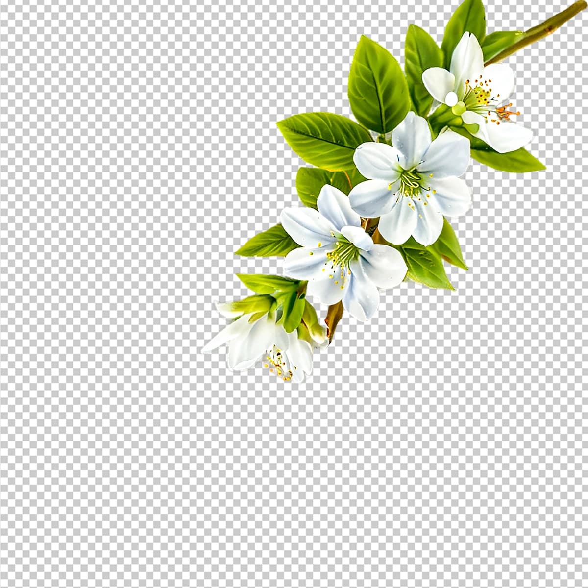 Oq bahor gulining novdasi png yashil rangli haqiqiy gulli clipart | White spring blossom branch png realistic floral clipart with green