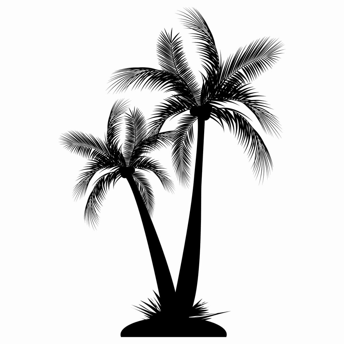 Hindiston yong'og'i daraxti g'olibi | Coconut tree victor