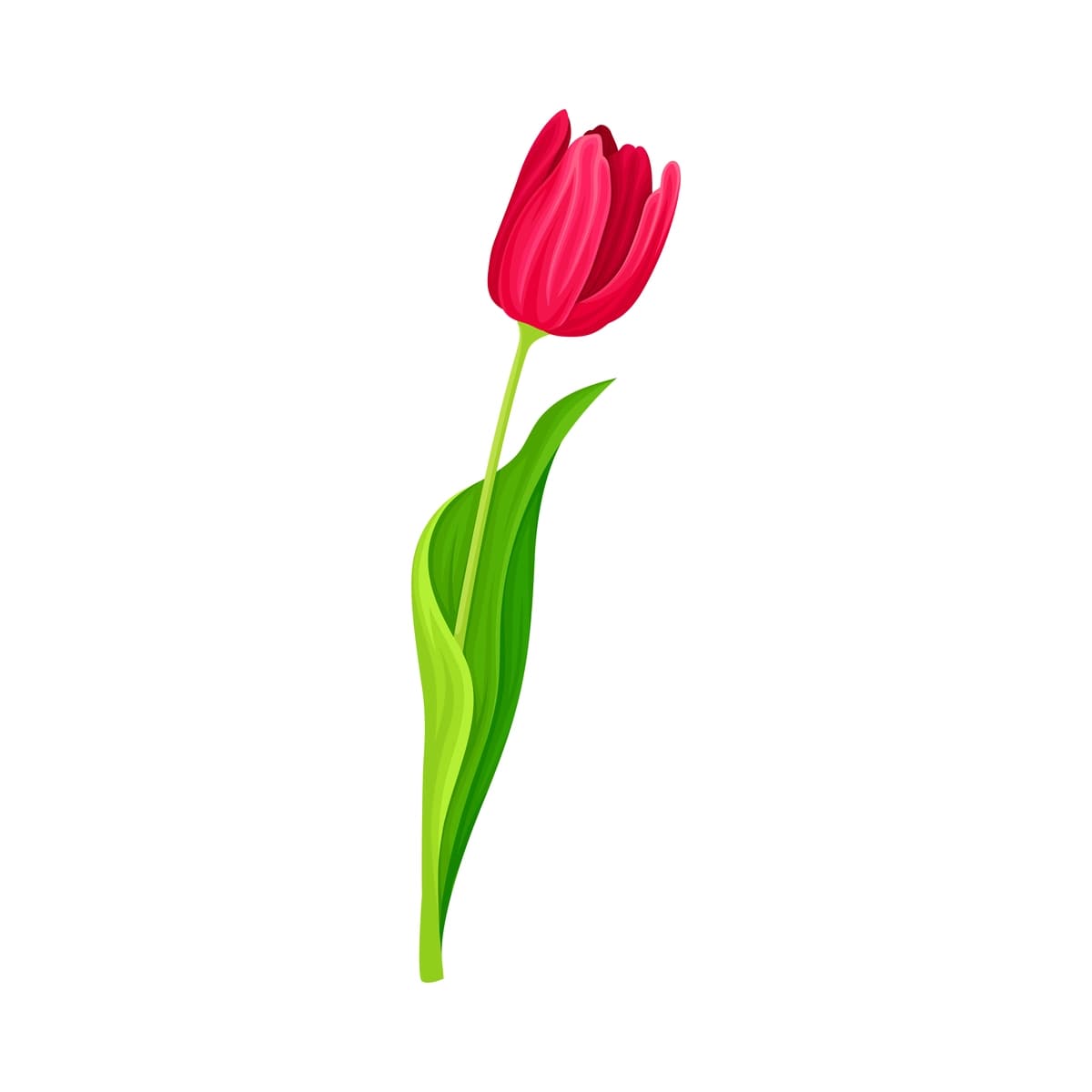 Yashil uchli bargli oq fonda yumshoq lola guli | Tender tulip flower with green pointed leaf isolated white background