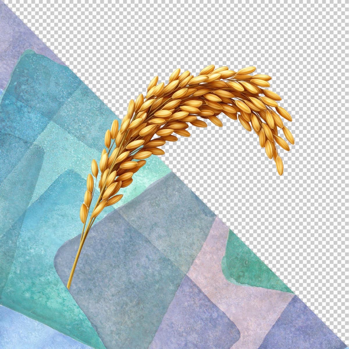 Oltin guruch boshoqlari izolyatsiyalangan shaffof fon | Golden rice ear grain isolated transparent background