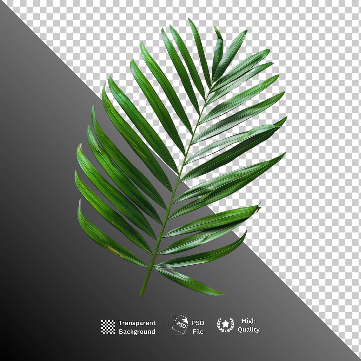 Barglar izolyatsiya qilingan shaffof fon | Leaf isolated transparent background