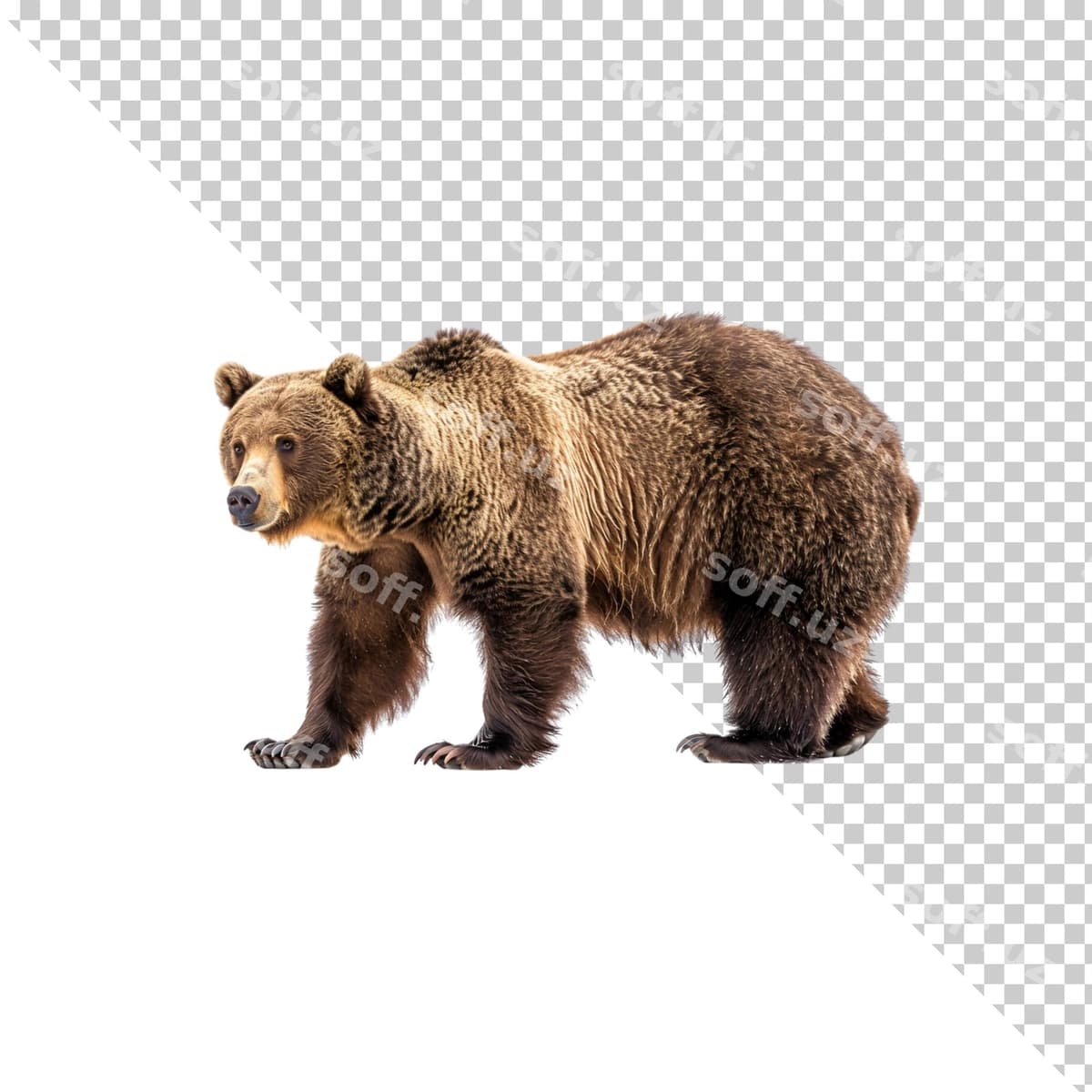 Ayiq shaffof orqa fonda ajraltirilgan | Bear isolated transparent background