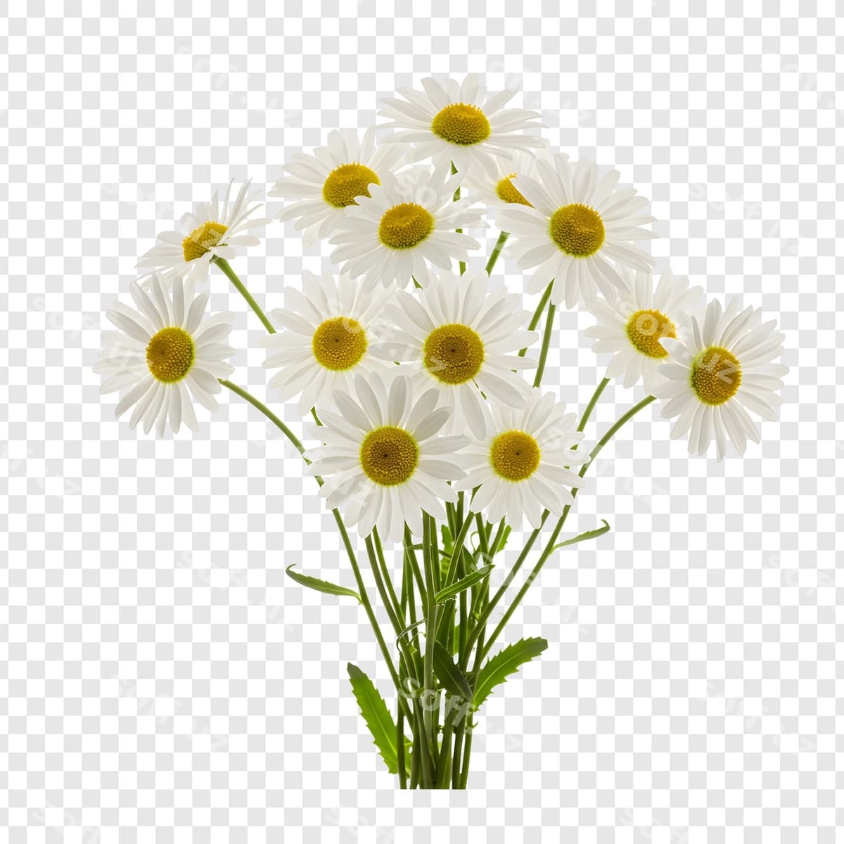 Chiroyli guldasta yangi oq papatyalar | Beautiful bouquet fresh white daisies