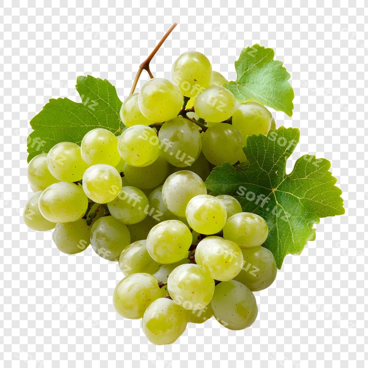 Bir guruh yashil uzum shaffof orqa fonda | Bunch green grapes transparent background