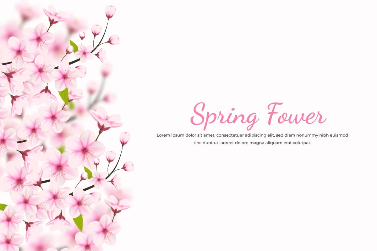 Haqiqiy gullaydigan olcha gullari gul barglari gilos gullari | Realistic blooming cherry flowers petals illustrationcherry blossom
