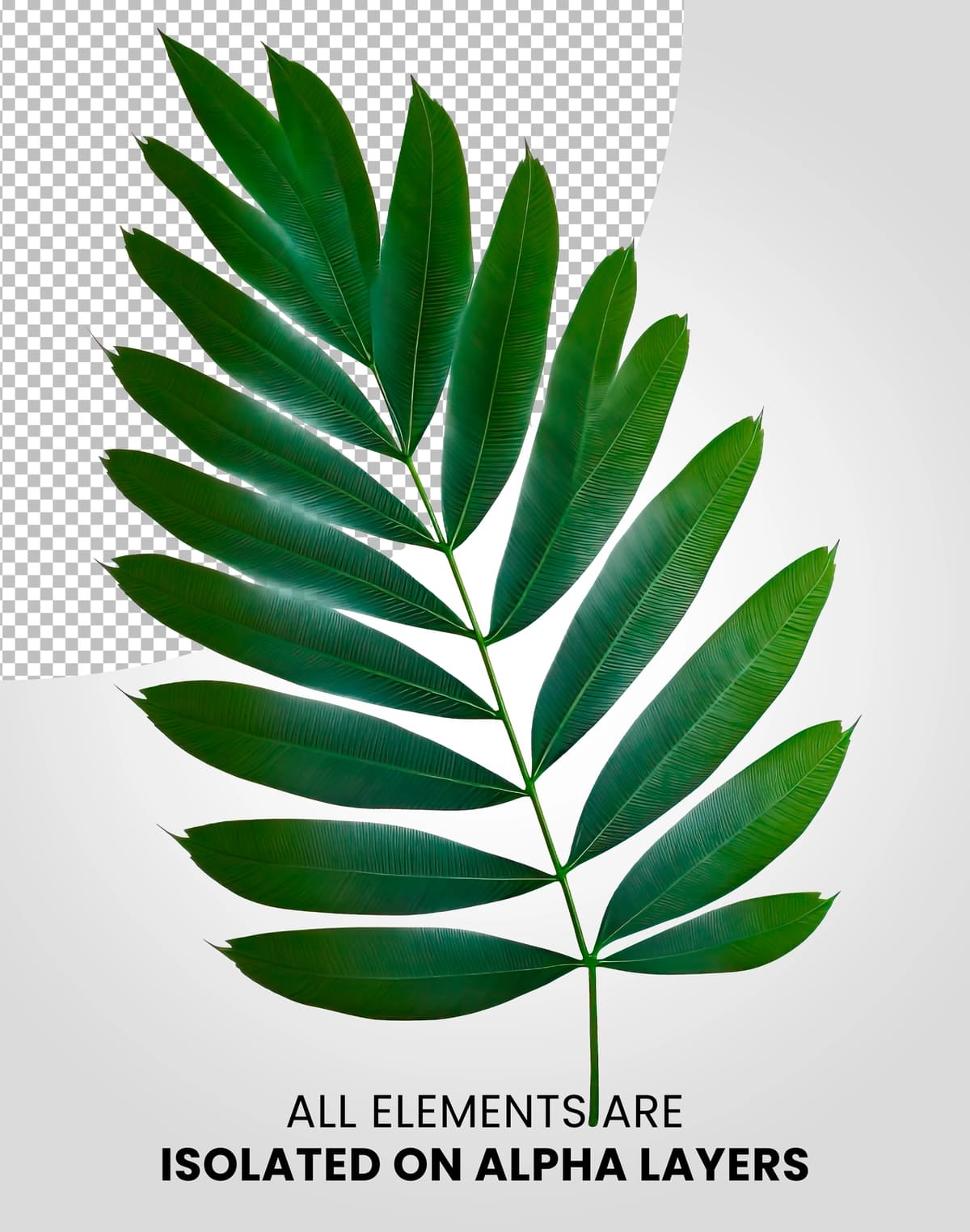 Chamaedorea bir bargli izolyatsiyalangan alfa qatlami png | Chamaedorea single leaf isolated alpha layer png