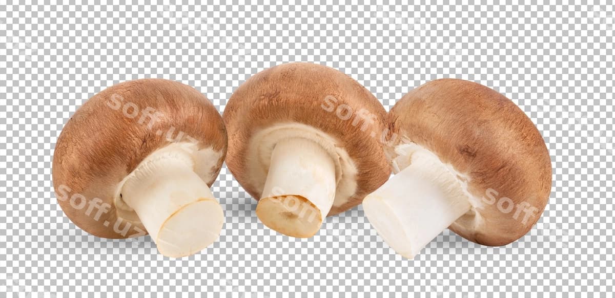 Champignon qo'zillari ajraltirilgan alpha qat | Champignon mushrooms isolated alpha layer