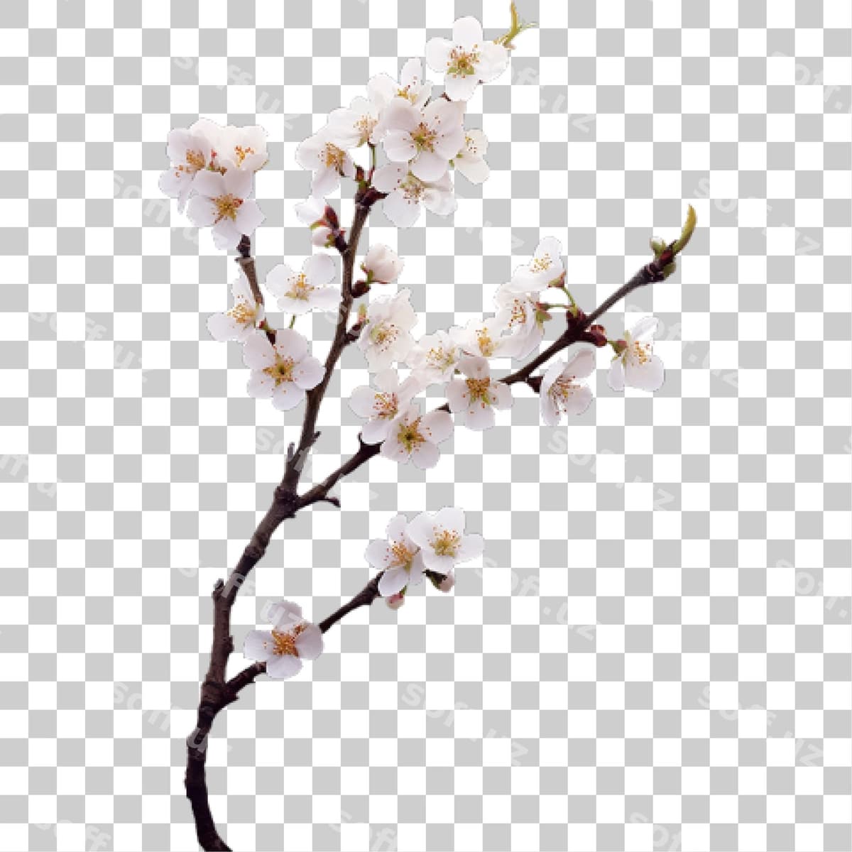 Gilstrub tarmogi | Cherry blossom branch