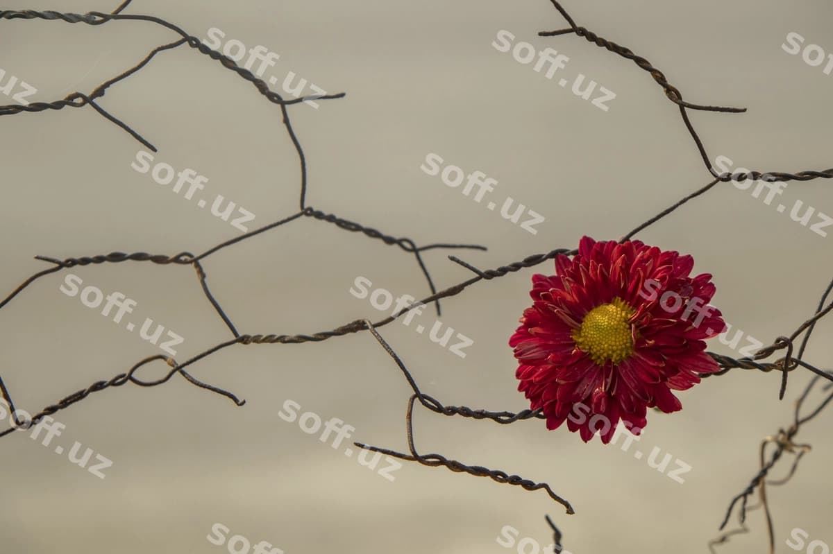 Qizil gulli o'simlikni yoping | Close up red flowering plant
