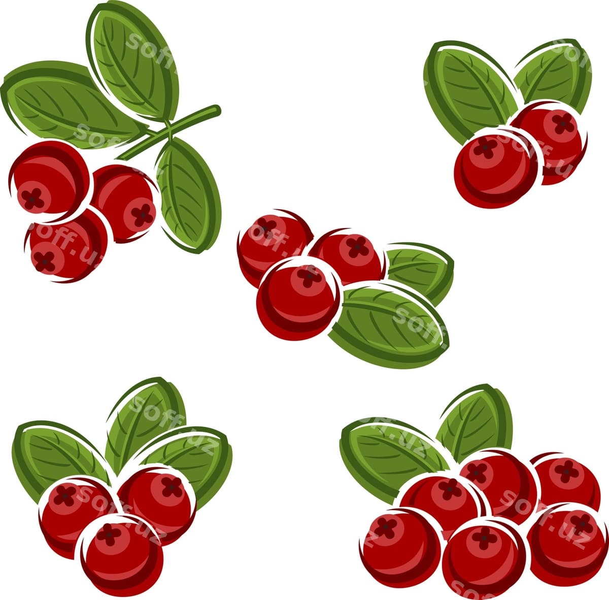 Kızılcık to'plami vektori | Cranberry set vector