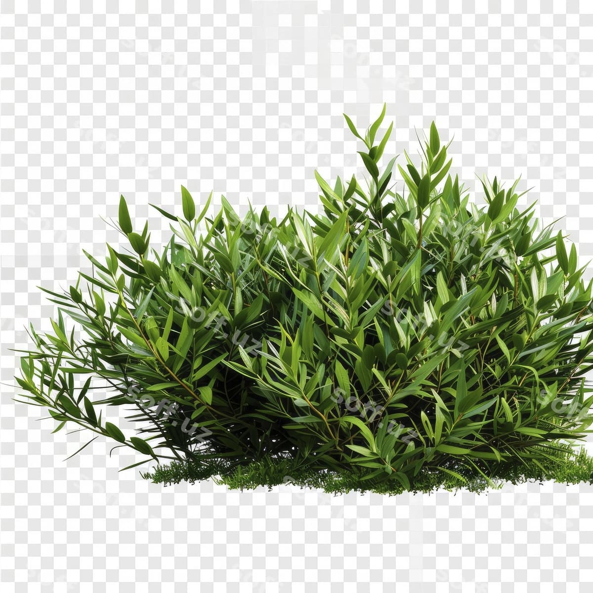 Kesilgan chortoplar shaffof fonda | Cutout bushes transparent backgorund