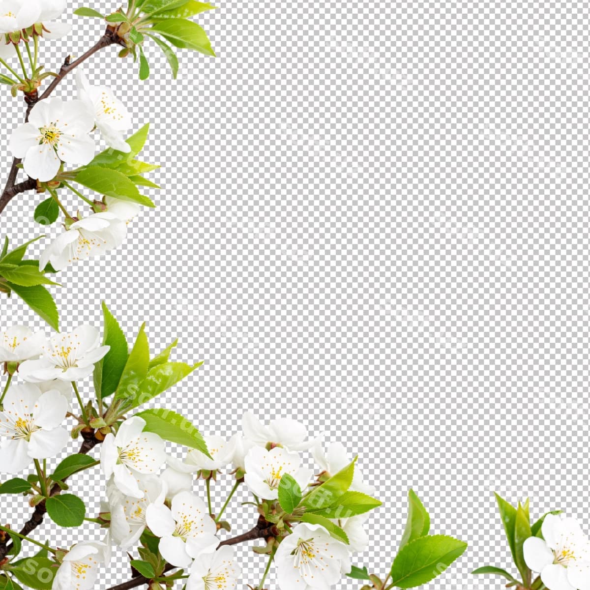 Nozik bahor gul shoxlari ramka | Delicate spring blossom branches frame