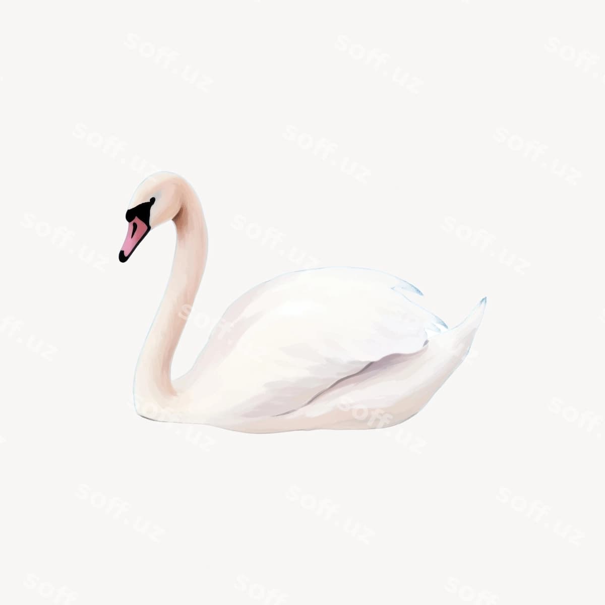 Oq chiroyli qozon illustratsiyasi | Elegant swan illustration white