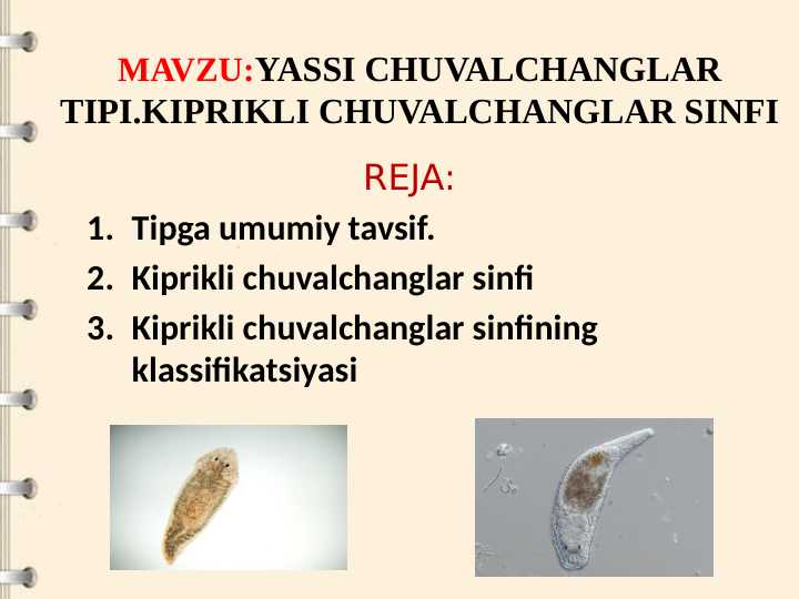 YASSI CHUVALCHANGLAR TIPI.KIPRIKLI CHUVALCHANGLAR SINFI