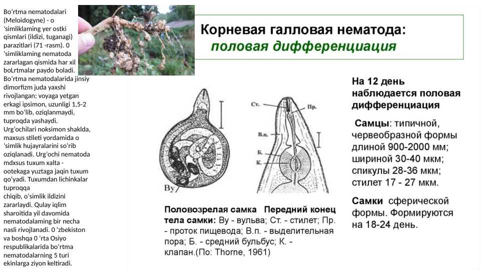 nematodalar turlari  pptx