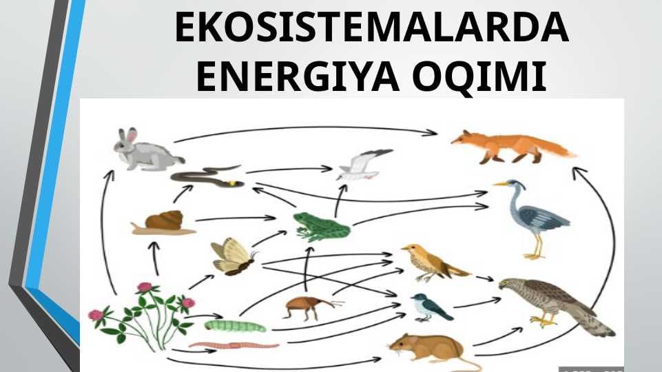 EKOSISTEMALARDA ENERGIYA OQIMI