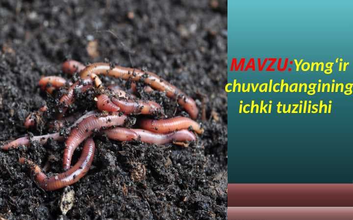Yomg‘ir chuvalchangining ichki tuzilishi