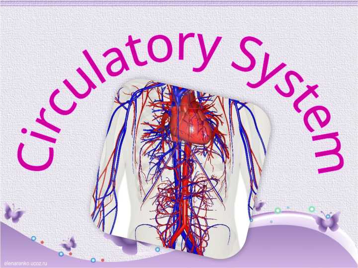 Circulatory System