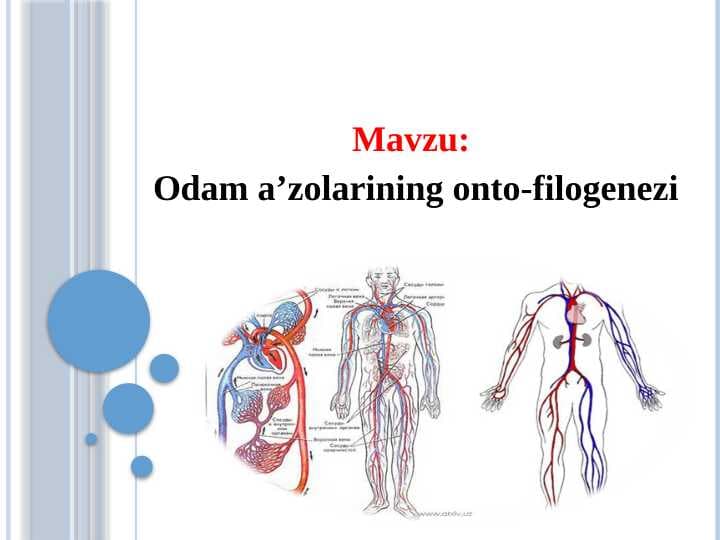 Odam a’zolarining onto-filogenezi