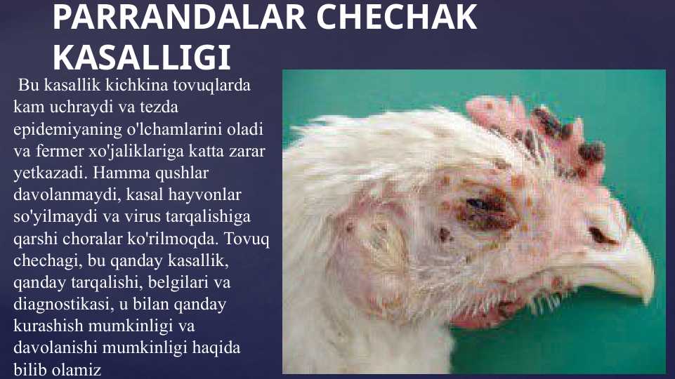 PARRANDALAR CHECHAK KASALLIGI