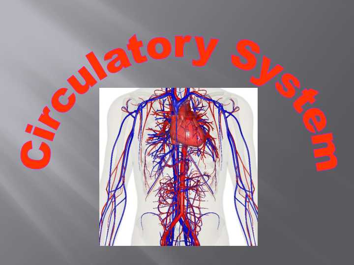 Circulatory System