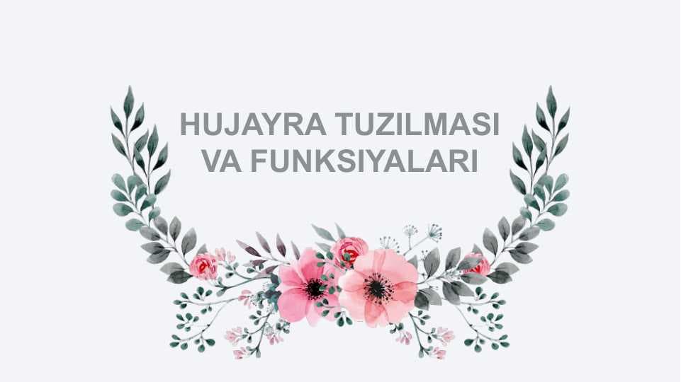 HUJAYRA TUZILMASI VA FUNKSIYALARI