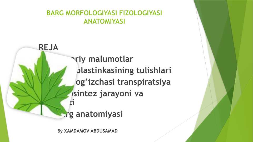 Barg morfalogiyasi anatomiya