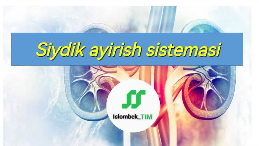 Siydik ayirish sistemasi