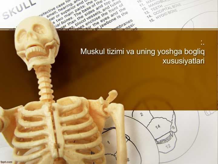 Muskul tizimi va uning yoshga bogliq xususiyatlari