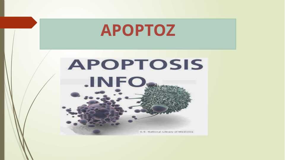 Apoptoz