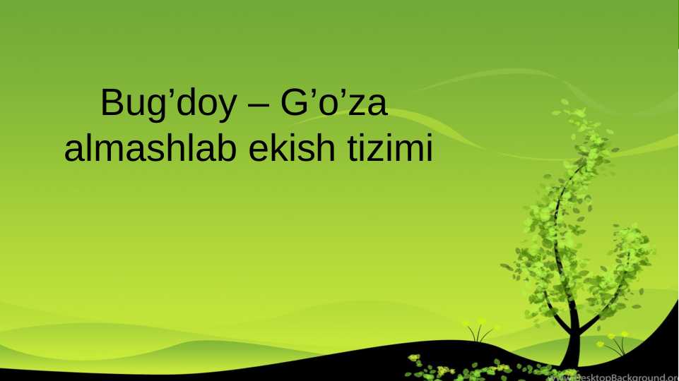 Bug’doy – G’o’za  almashlab ekish  tizimi