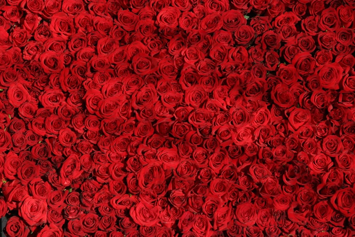 Gullar | Flowers
