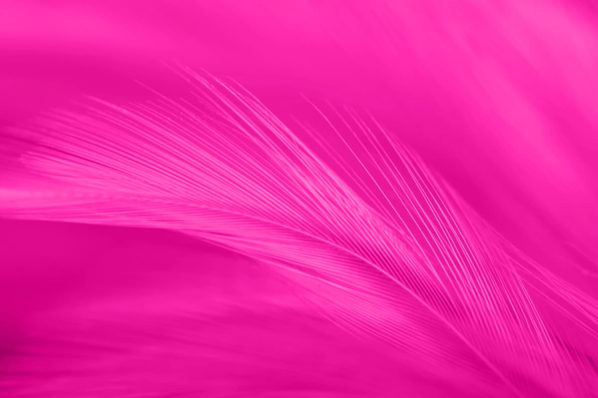 To'liq kadrli pushti patli surat | Full frame shot pink feather