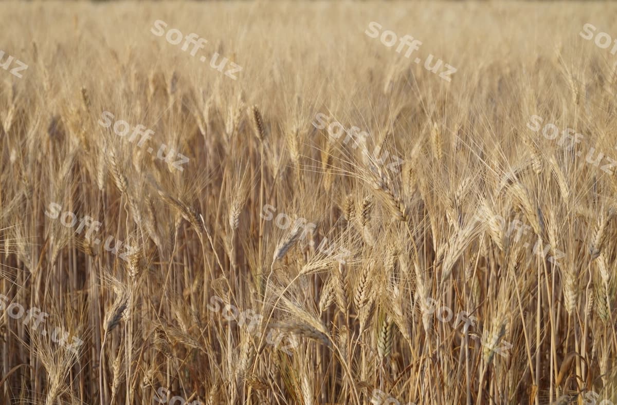 Bögʻ maydoni | Grain field