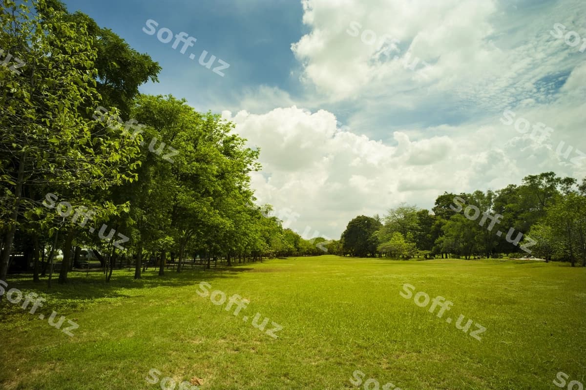 Yashil o't bog'i | Green grass park