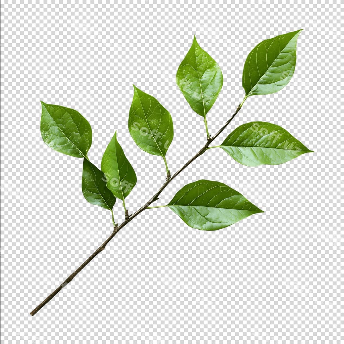 Yashil barglar shoxchasi | Green leaves branch