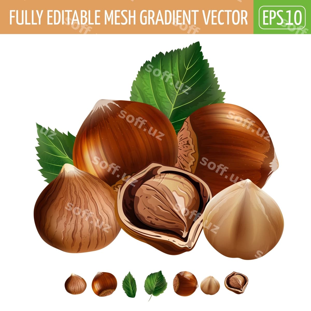 Fındık tasviri oq | Hazelnuts illustration white
