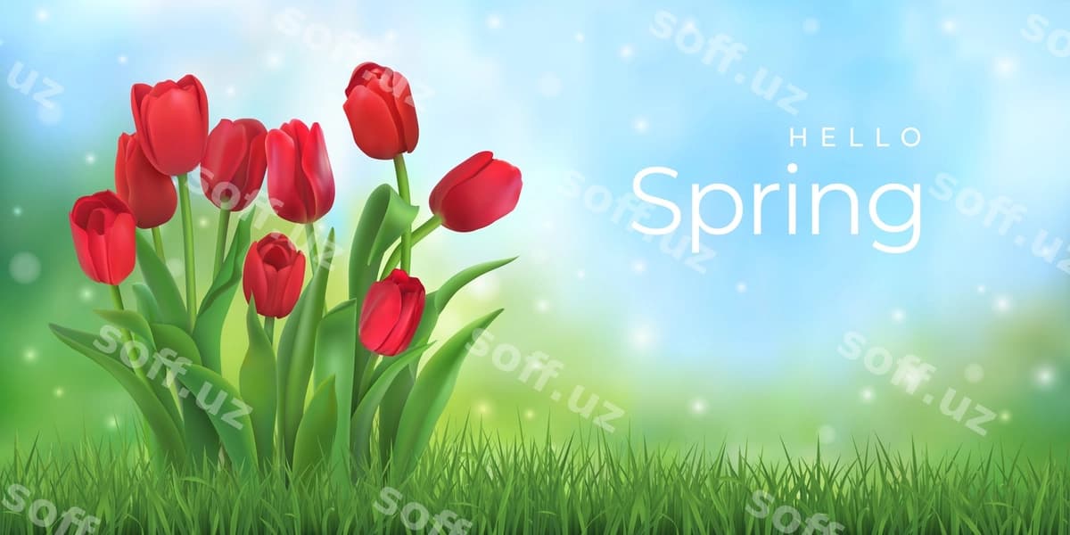 Salom bahor buketi qizil lolalar | Hello spring bouquet red tulips