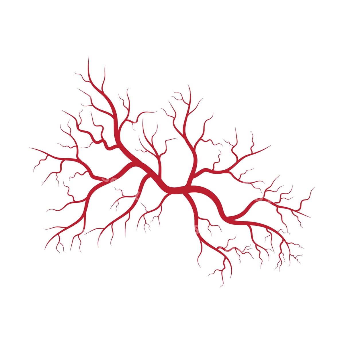 Inson venalari arteriyalarining illyustratsiyasi | Human veins arteries illustration