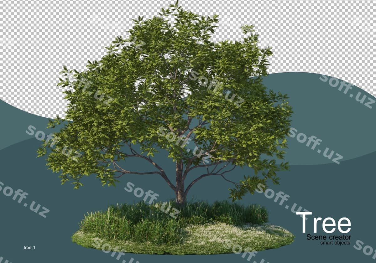 Katta daraxt o'rta maydoni | Large tree middle field