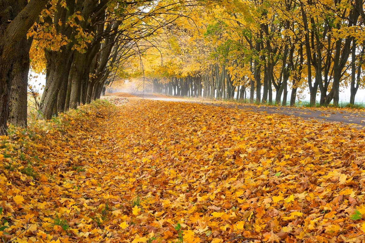 Yo'lda juda ko'p sariq barglar | Lots yellow leaves along road