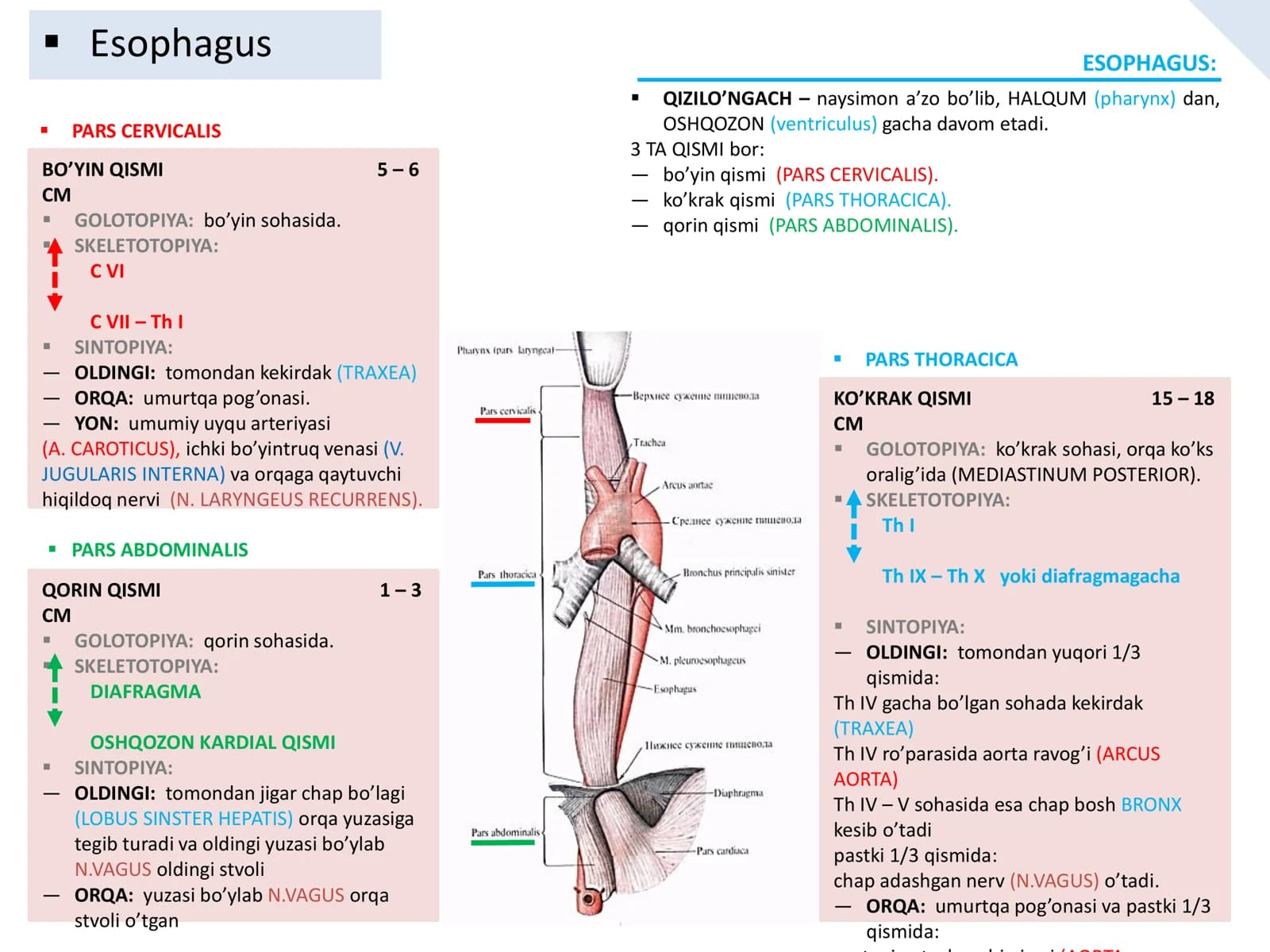 PARS CERVICALIS