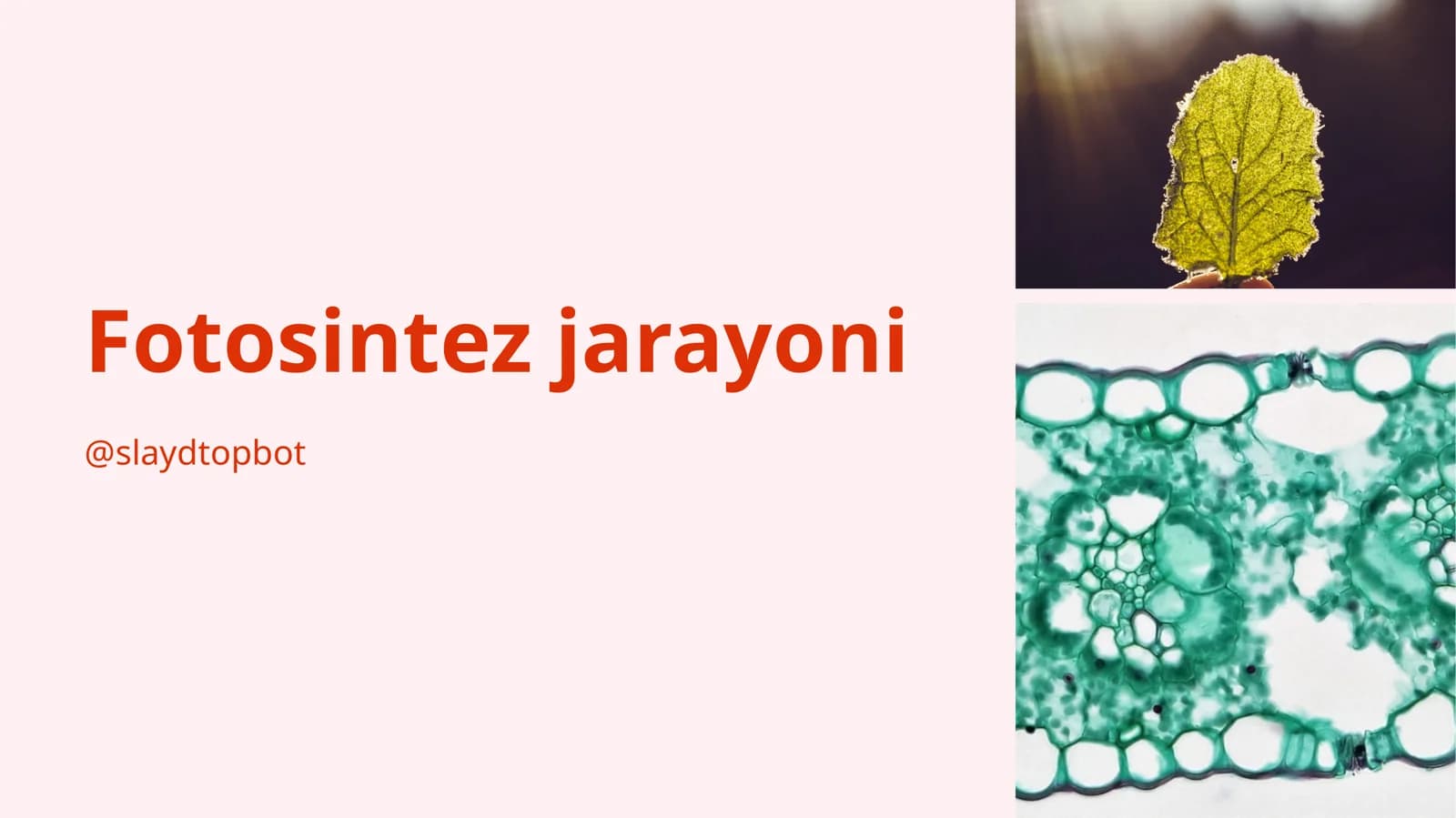 Fotosintez jarayoni