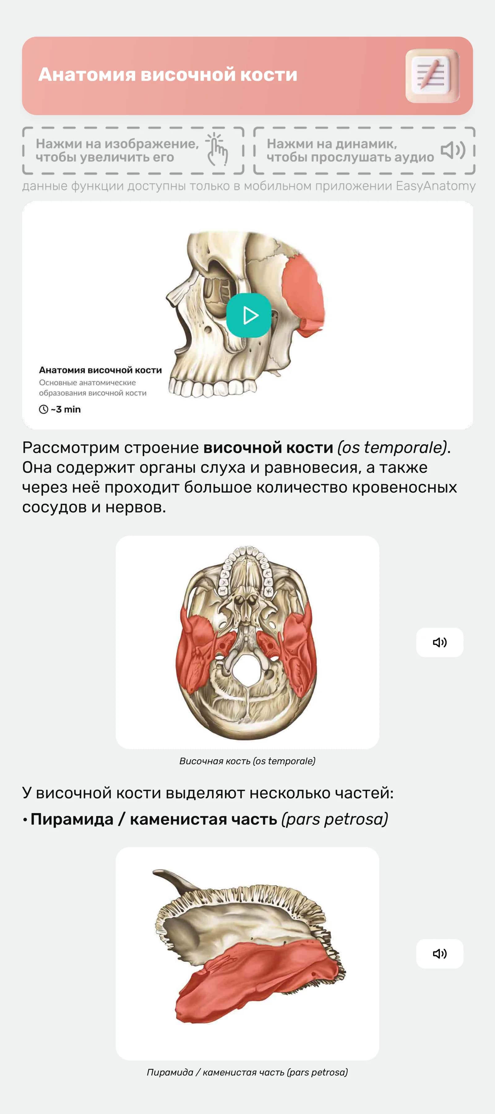 Анатомия височной кости