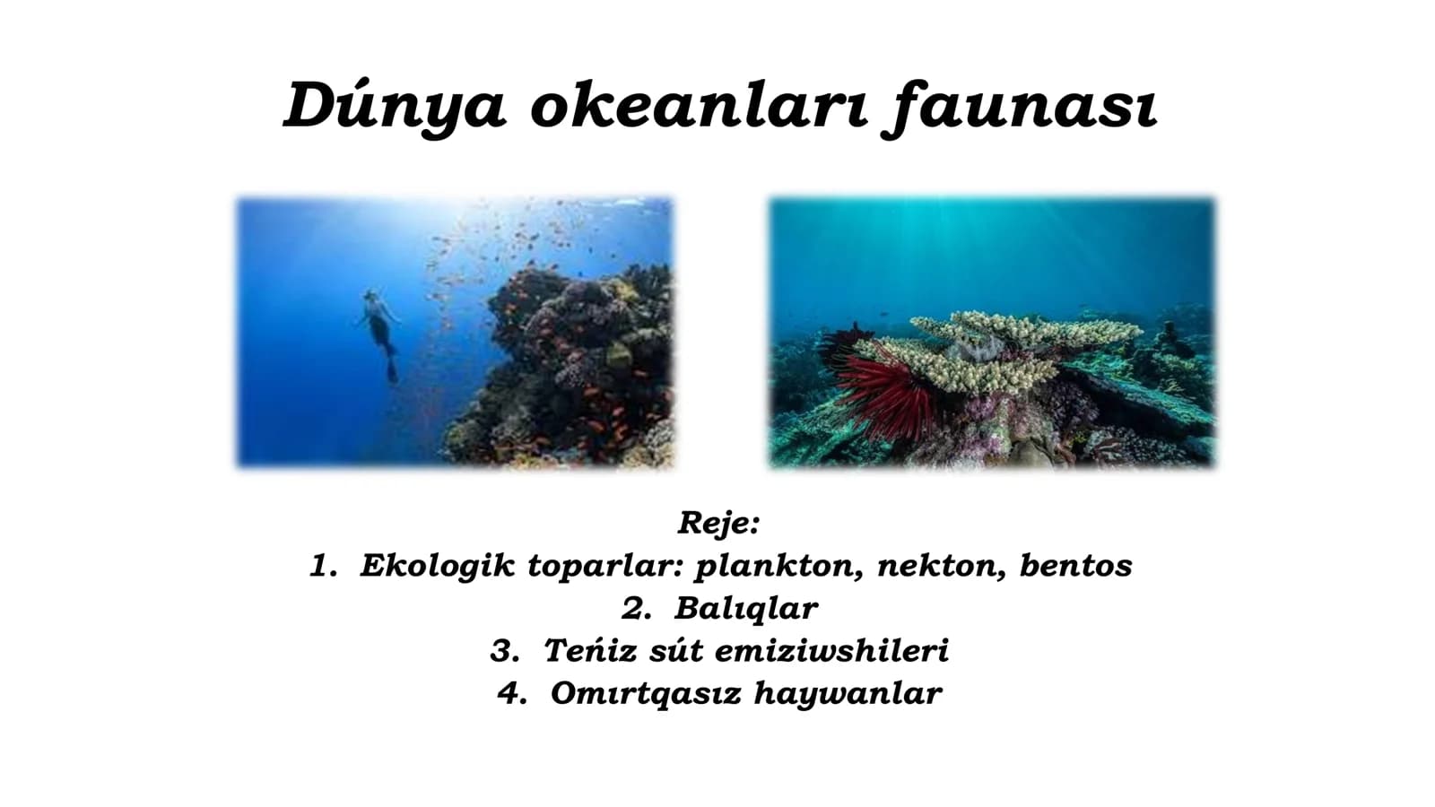 Dúnya okeanlar faunası