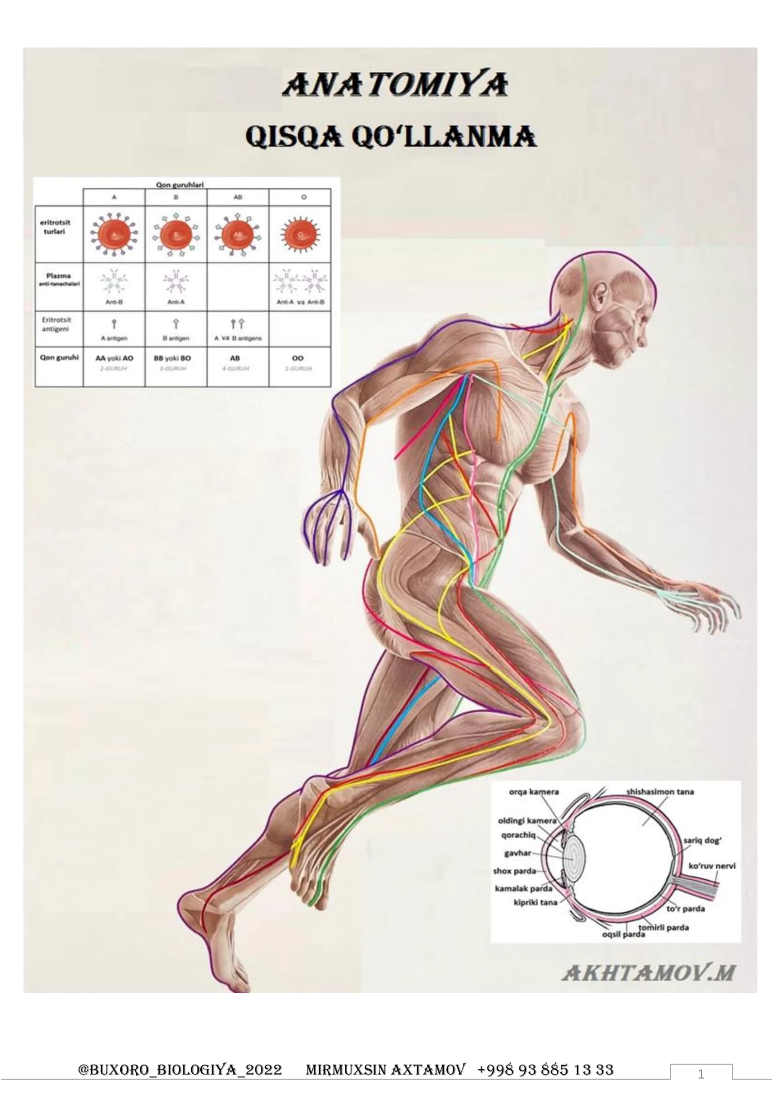 Anatomiya – organizm (organlar) ichki tuzilishini