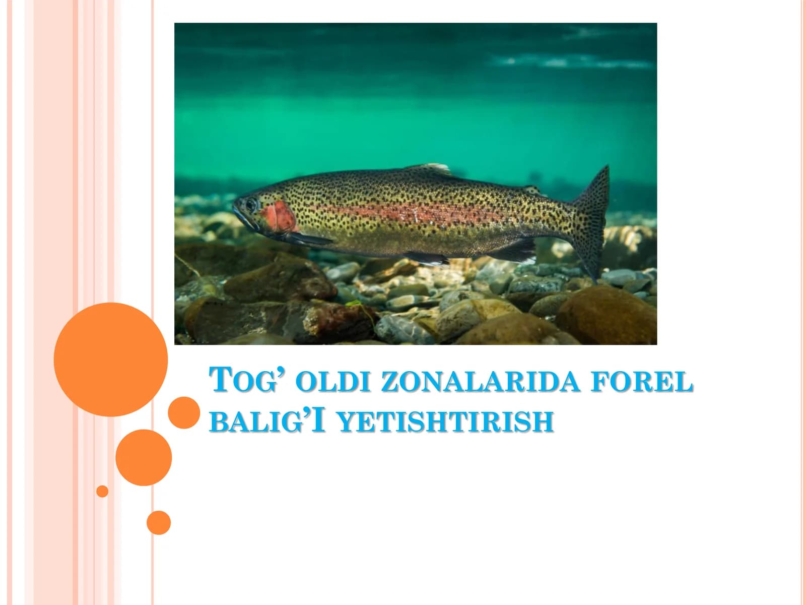 FOREL BAL