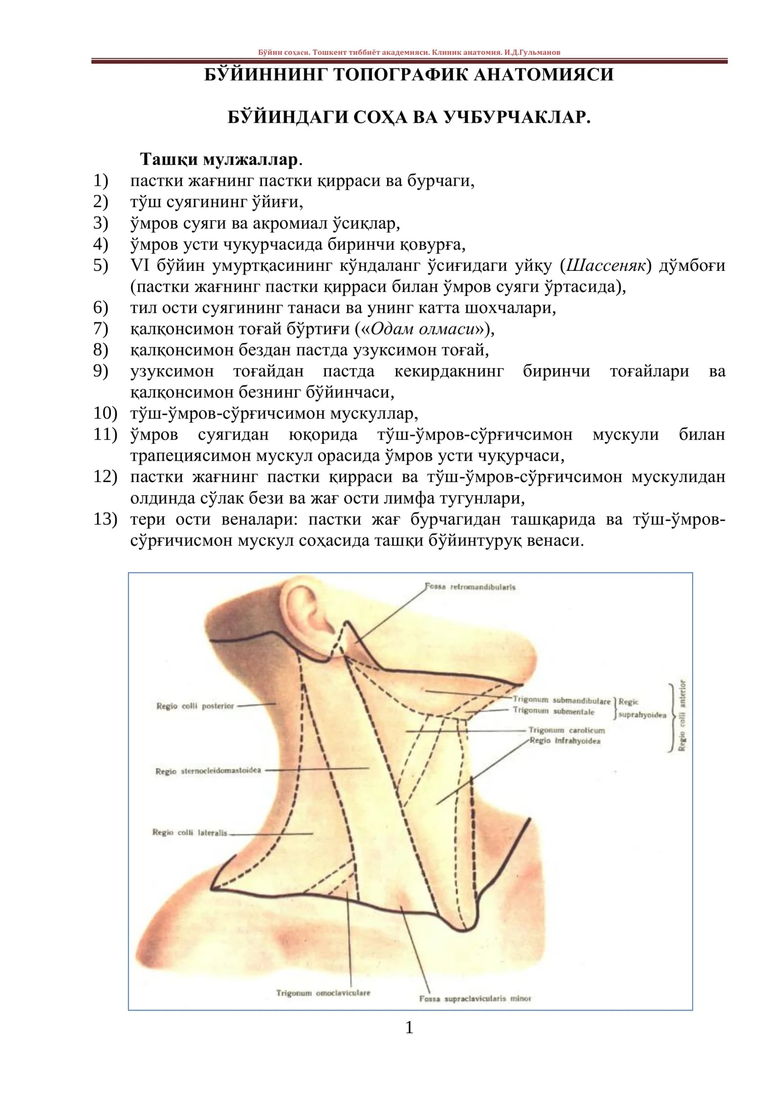 БЎЙИННИНГ ТОПОГРАФИК АНАТОМИЯСИ